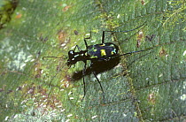 A tiger beetle (Cicindela versicolor) in rainforest, Borneo