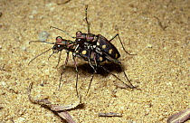 Tiger beetle (Cicindela aurulenta) on riverside gravel in rainforest, male gripping the female's coupling sulcus in his jaws during mating, Malaysia