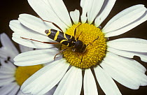 Wasp beetle (Clytus arietis) on an Ox-eye daisy flower (Leucanthemum vulgare) UK