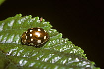 Cream-spot ladybird beetle (Calvia 14-guttata) UK