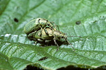 Nettle weevil (Phyllobius pomaceus / urticae) mating pair on nettle leaf, UK