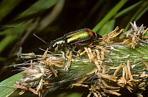 Red-tipped grass beetle (Malachius bipustulatus) feeding on grass pollen, UK