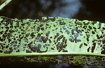 Pot-bellied emerald / Metallic dock beetle (Gastrophysa viridula) larvae feeding on a dock leaf, UK