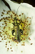 Thick-legged flower beetle (Oedemera nobilis)  male on Dog rose flower, UK