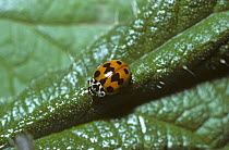 Ten-spot ladybird (Adalia 10-punctata) UK