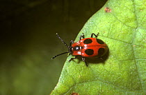 Fungus beetle (Endomychus coccineus) UK
