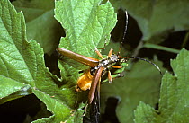 Variable longhorn beetle (Stenocorus meridianus) female about to take flight, UK