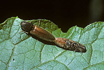 Garden click beetle / Red brown skipjack (Athous haemorrhoidalis) mating pair, UK
