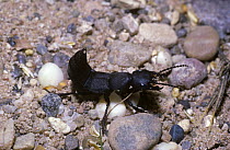 Devil's coach-horse beetle (Ocypus / Staphylinus olens) UK