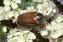 Cockchafer (Melolontha melolontha) female on Hawthorn flowers, UK