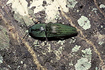 Click beetle (Chalcolepidius porcatus) a large species which lays eggs in dead trees, in rainforest, Trinidad
