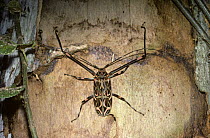 Harlequin beetle male (Acrocinus longimanus) above one of the characteristic oval larval galleries, in a dead tree in rainforest, Trinidad
