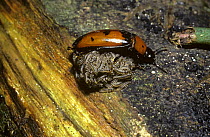 Fungus beetle (Pselaphacus giganteus) female gathering her brood of larvae before shepherding them towards their bracket fungus (Polyporus tenuiculus) food, in rainforest, Trinidad