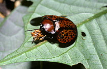 Tortoise beetle (Omaspides sp) female standing guard over her egg batch in rainforest, Peru