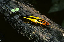 Click beetle (Semiotus intermedius) laying eggs into a log in rainforest, Peru