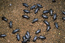 Beetles (Zophobas sp) feeding amongst bat guano in Tingo Maria cave, Peru