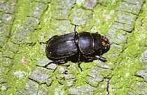 Lesser stag beetle (Dorcus parallelopipedus) on a tree, UK