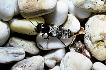 Rove / Devil's coach horse beetle (Ocypus olens) searching for prey amongst rotting seaweed on a shingle beach, UK