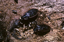 Carrion beetle (Ptomaphila lacrymosa) feeding on fly maggots in the eye socket of a dead kangaroo, Australia