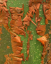 Close up of the curled bark of a Gumbo limbo tree (Bursera simaruba), El Cielo foothills, Tamaulipas, Mexico