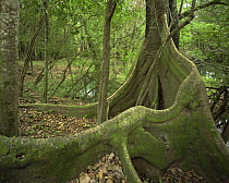Giant Fig Tree (Ficus sp) with buttress roots in tropical cloud-forest, El Cielo Biosphere Reserve, Tamaulipas, Mexico