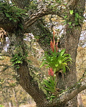 Flowering bromeliad (Tillandsia sp) amongst oak Quercus sp) forest in El Cielo Biosphere Reserve, Tamaulipas, Mexico