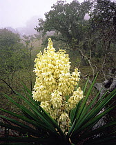 Flowering Yucca (Yucca sp) amongst fog-shrouded oaks (Quercus sp) in Sierra Tamaulipas, Mexico