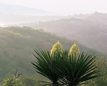 Flowering Yucca (Yucca sp) with a backdrop of oak-forested hills in Sierra Tamaulipas, Mexico
