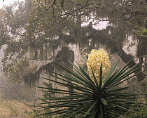 Flowering Yucca (Yucca sp) amongst fog-shrouded oaks draped with spanish moss (Tillandsia usneoides), Sierra Tamaulipas, Mexico