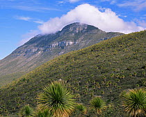 Hillside covered with Soyate trees (Nolina sp) at El Pico El Borrado, Tamaulipas, Mexico