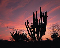 Garambullo (Myrtillocactus geometrizans) and Pitaya (Stenocereus griseus) silhouetted at sunset, in Tamaulipas, Mexico