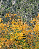 Hickory (Carya sp) in autumn colours, against blomeliads and palms on the canyon walls of Catrina Canyon, Cumbres National Park, Tamaulipas, Mexico