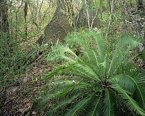 Giant Sotolin (Beaucarnea sp) and Cycad (Dioonedule sp) in dense Huasteca forest, Abra Tanchipa National Park, San Lius Potosi, Mexico