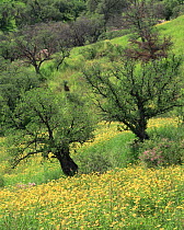 Summer poppies (Kallstroemia grandifolia) and oaks (Quercus sp) after record summer rains in the Coronado National Forest, Arizona