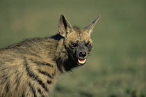 Striped hyaena {Hyaena hyaena} East Africa