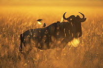 Wildebeest {Connochaetes taurinus} silhouette at dawn, East Africa