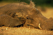Banded mongoose {Mungos mungo} sniffing around the head of a resting Warthog for insects{Phacochoerus aethiopicus} East Africa