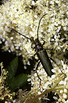 Musk beetle (Aromia moschata) female on Meadowsweet flowers, UK
