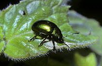 Mint beetle (Chrysolina menthastri) feeding on on Water mint leaf, UK