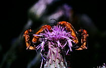 Common soldier beetle (Rhagonycha fulva) mating pairs on Creeping thistle flower, UK