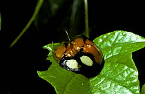 Tortoise beetles (Aspidomorpha sp), a warningly coloured mating pair in rainforest, South Africa