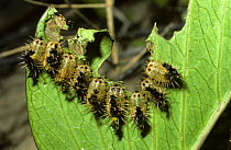 Tortoise beetle (Aspidomorpha puncticosa) larvae feeding on leaf while covered in protective shields of their own droppings, South Africa