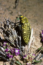 Jewel beetle (Julodis humeralis) in desert, South Africa