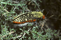 Jewel beetle (Julodis hirsuta) in desert, South Africa