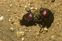 Dung-rolling scarab beetle (Gymnopleurus aenescens) pair rolling their ball of buffalo dung in savannah grassland, South Africa