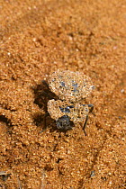 Darkling beetle (Eurychora sp) which camouflages its back with sand, in desert, South Africa