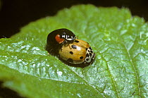 Ten-spot ladybird (Adalia 10-punctata), mating pair showing variation in colour and pattern, UK