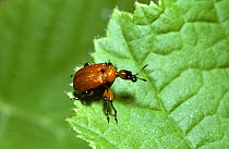 Hazel leaf-rolling weevil (Apoderus coryli) UK