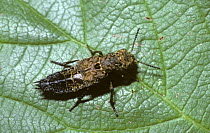Tessellated rove beetle (Ontholestes tessellatus) UK