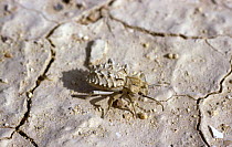 Darkling beetle (Sepidium tricuspidatum), a pale, armoured species well camouflaged on the desert floor, Israel